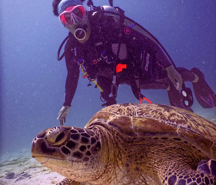 L'Orée du Maïdo - explorez de magnifiques fonds marins