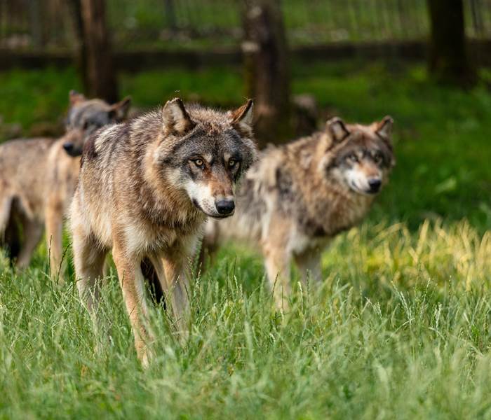 CRTLOccitanie0042615MD