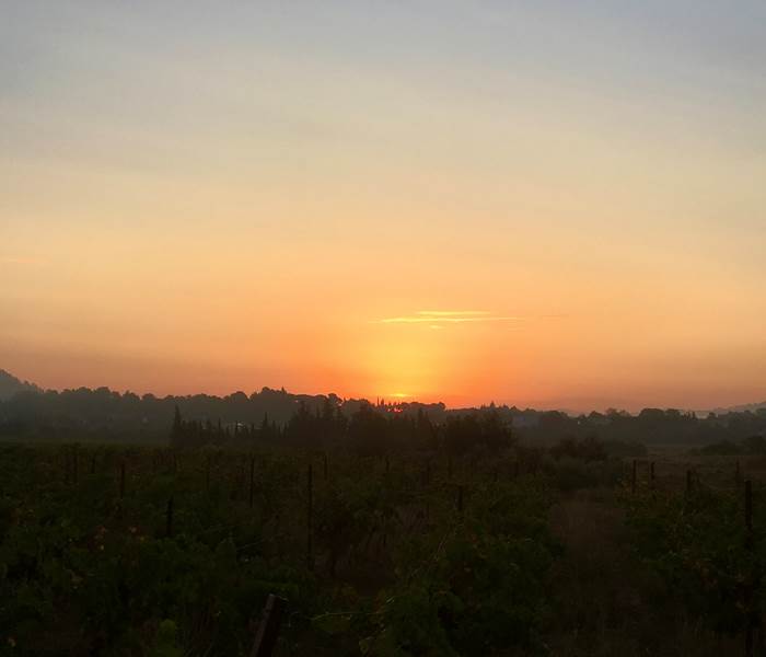 lever de soleil à la vigne