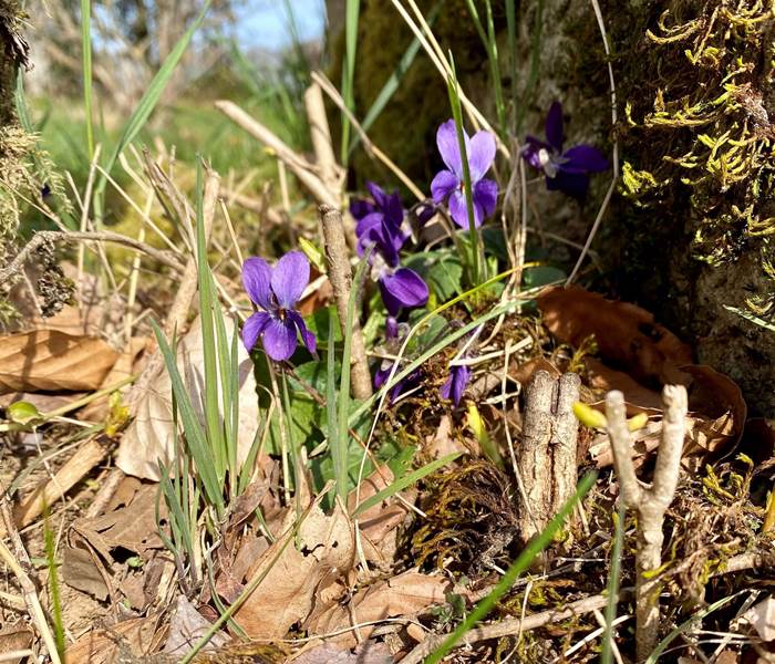 fleursd'iris-printemps-nature-campagne-environnement-chambredhôte-hautecorrèze