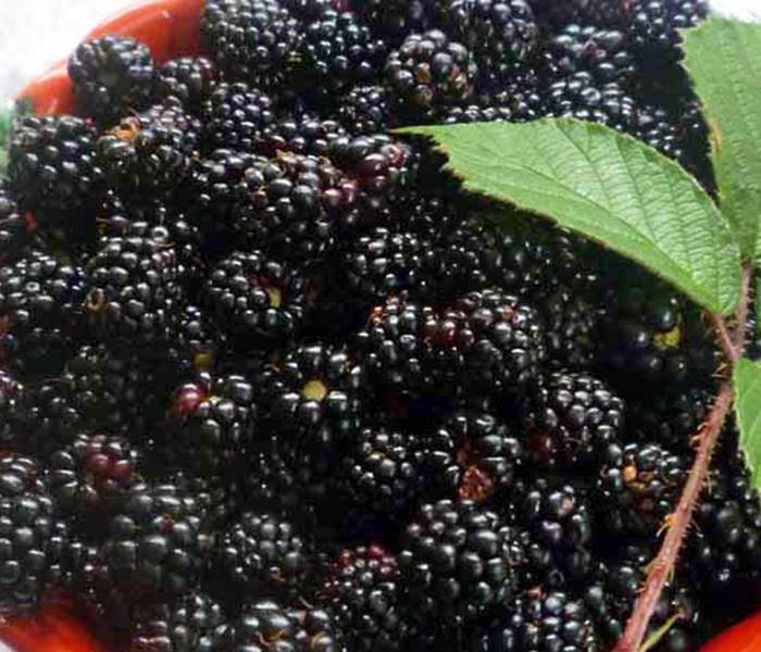 Les Chalets de la Margeride: La cueillette des mûres