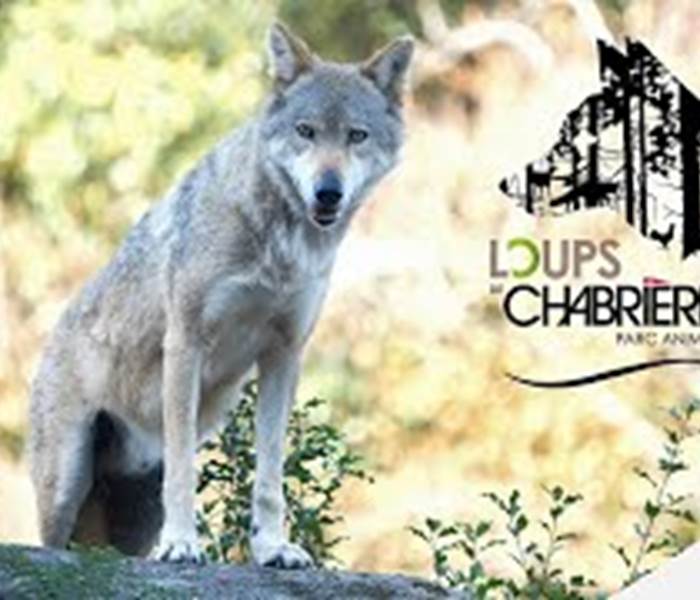 Loup de Chabriere