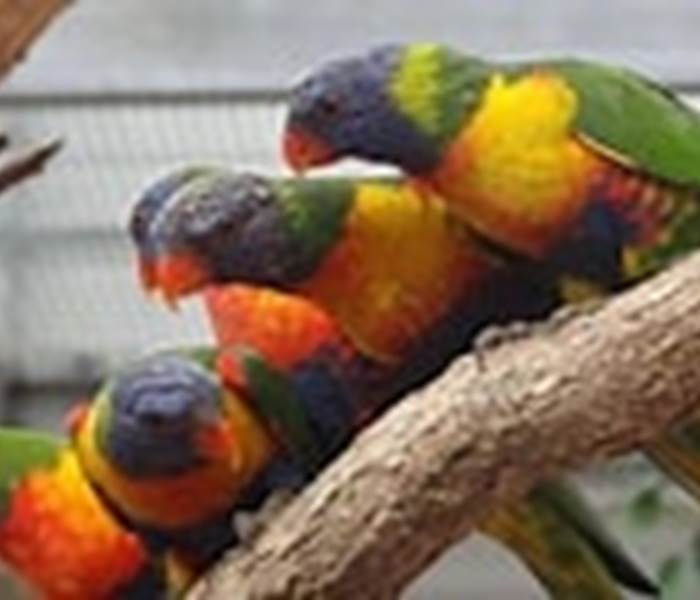 La volière de Biotropica