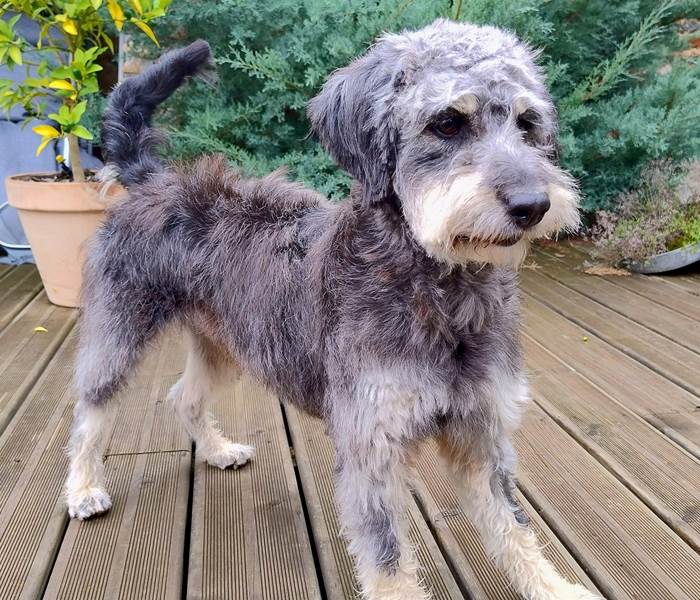 Voyager avec son chien