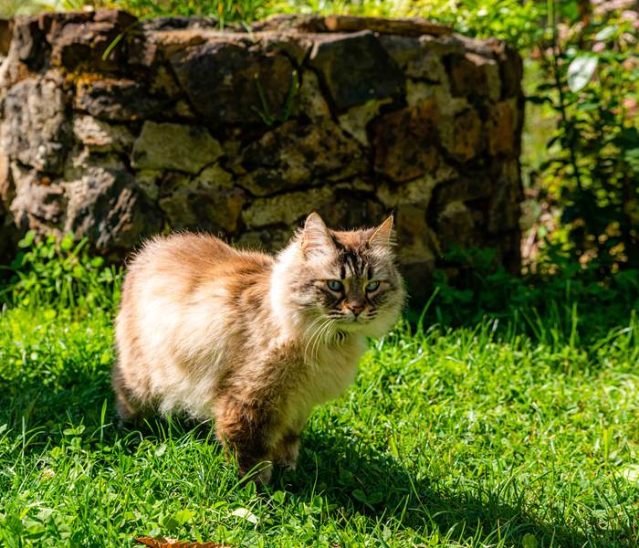 Yoyo, 1 princesse dans la forêt