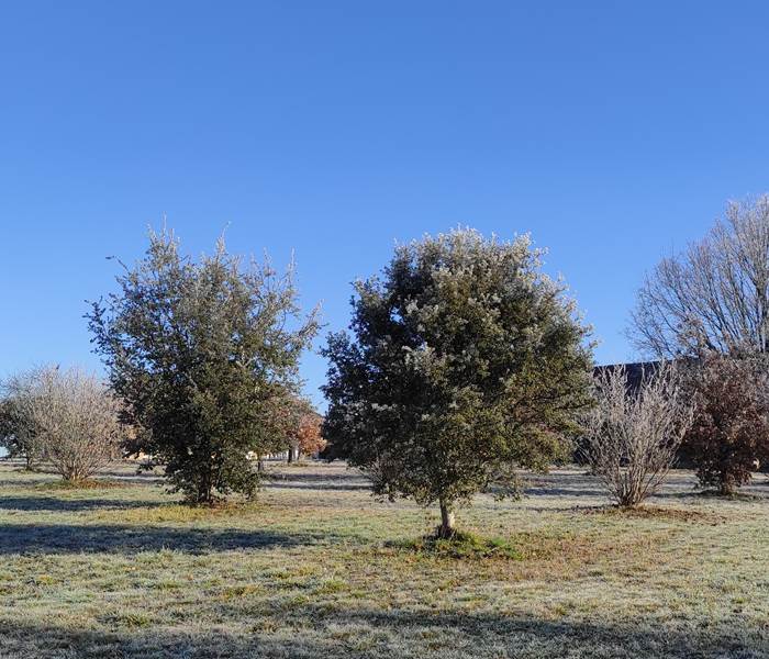 La truffière un matin de Janvier
