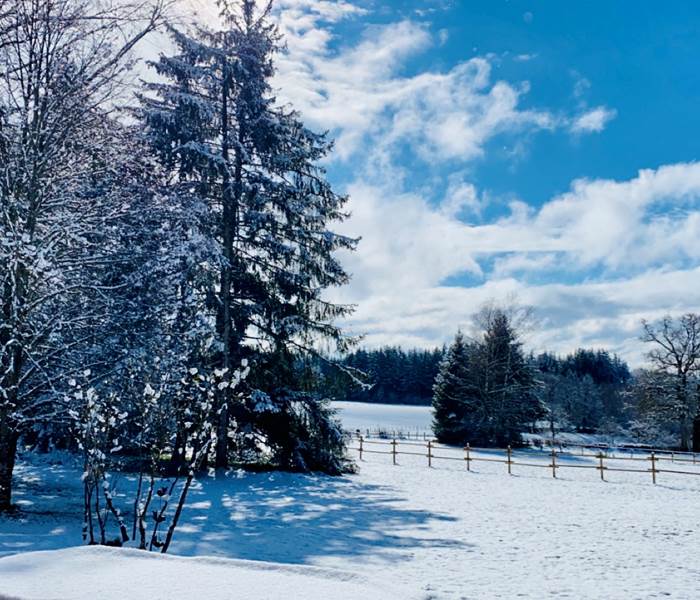 chambresdhote-foret-beautesimple-nature-campagne-hautecorreze