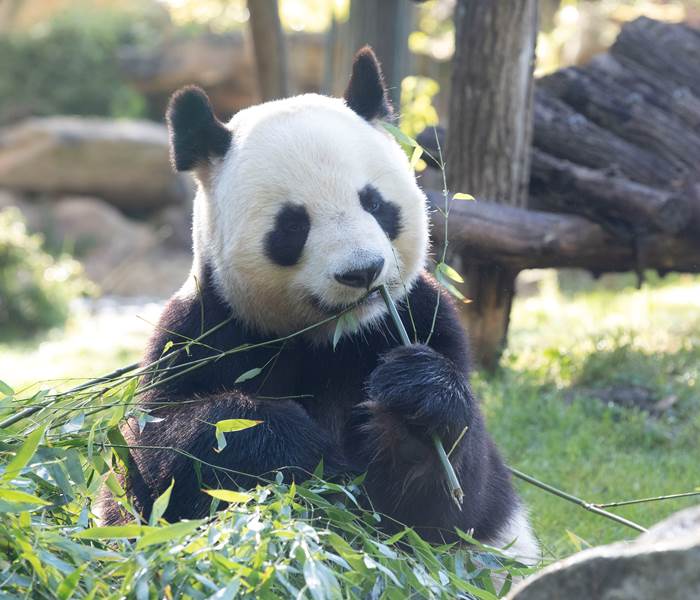 Yuan zi- Panda © ZooParc de Beauval