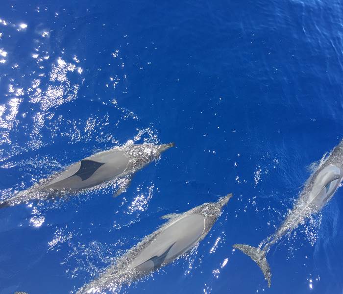 L'Orée du Maïdo - nos amis les dauphins