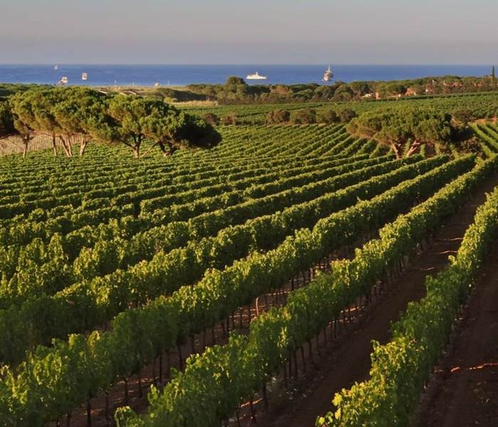 vignoble-gaillac-marssac-albi-occitanie