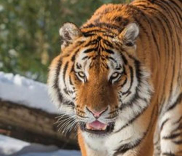 Tigre de Sibérie à Thoiry