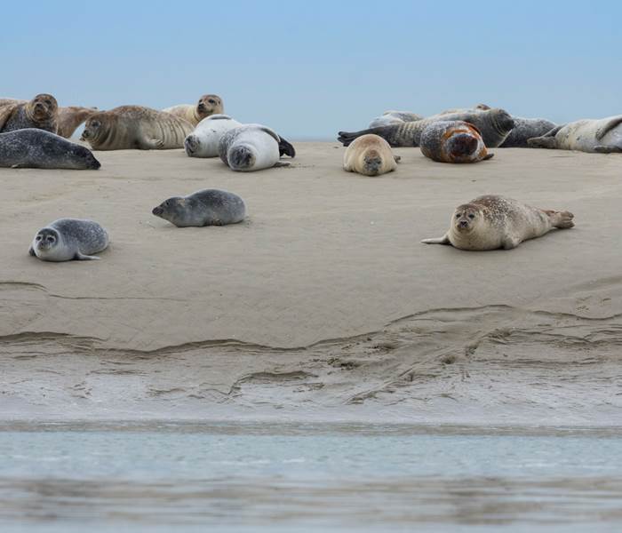 A la rencontre des phoques en baie de Somme