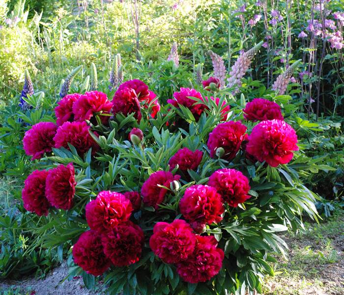 Un beau bouquet de printemps pour vous accueillir!