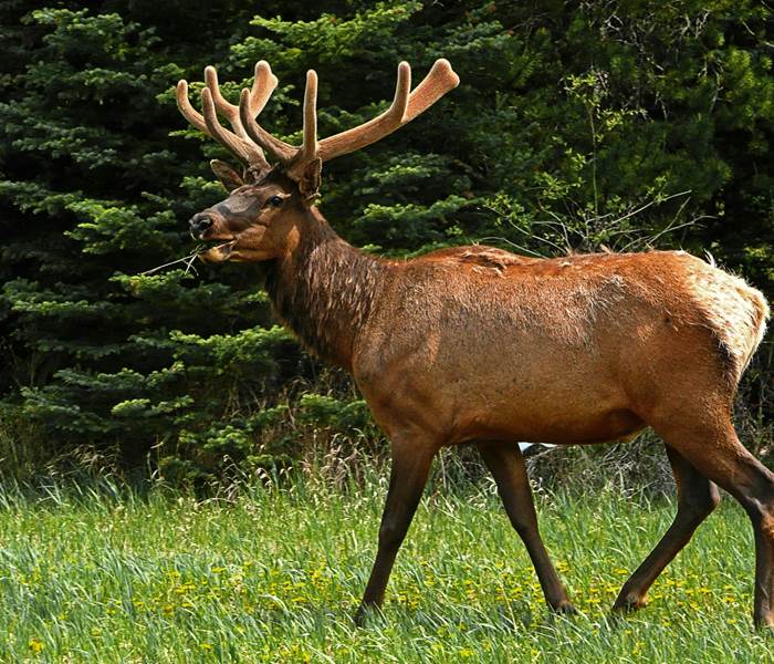 Brâme du cerf