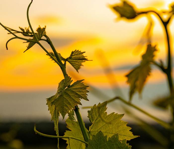 vignoble-occitanie-gaillac-marssac-albi