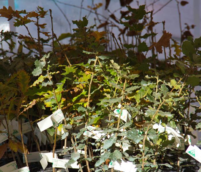 Plants truffiers