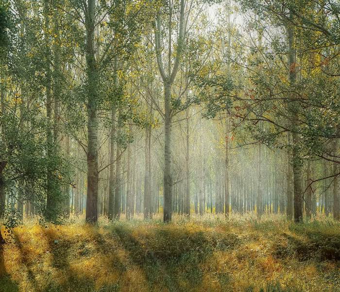Forêt