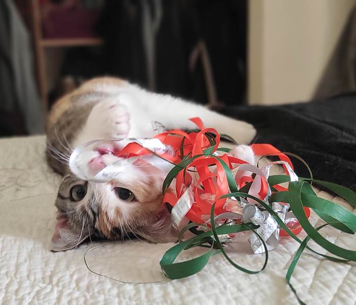 Notre petite chatte Surprise