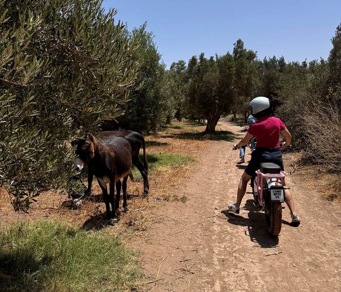 guided tours countryside essaouira