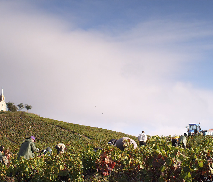 Vendanges en Beaujolais