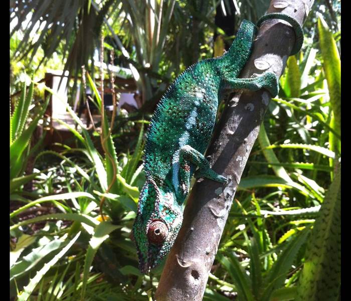L'Orée du Maïdo - un endormi (caméléon)