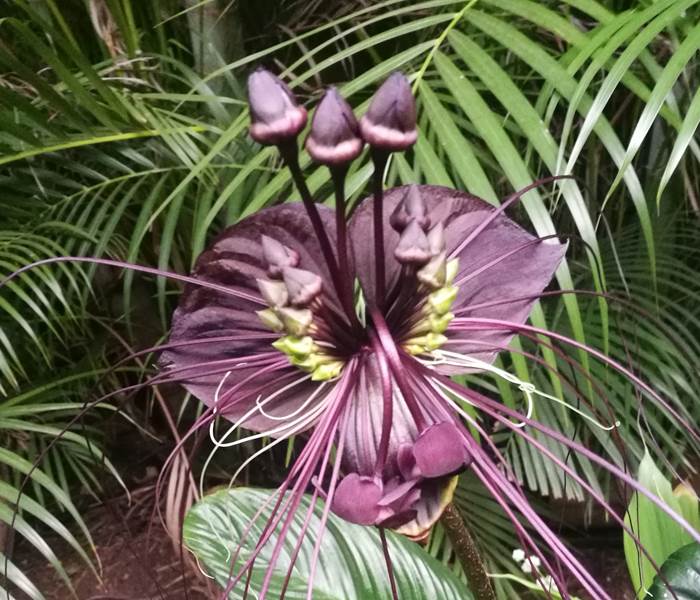La fleur chauve souris