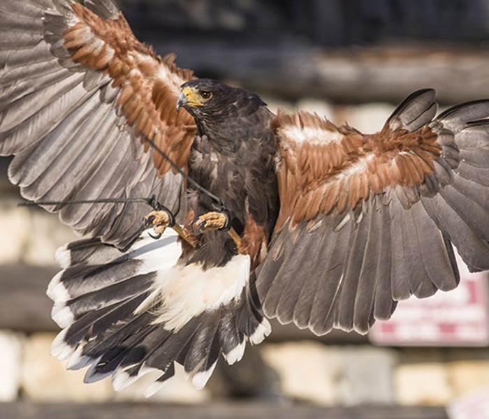 La Buse de Harris - Parc animalier de Serre-Ponçon