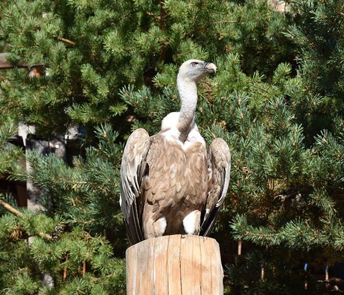 Le Vautour Fauve - Parc animalier de Serre-Ponçon