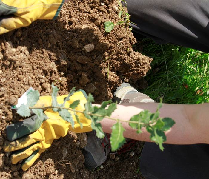 Plantation d'un jeune chêne truffier