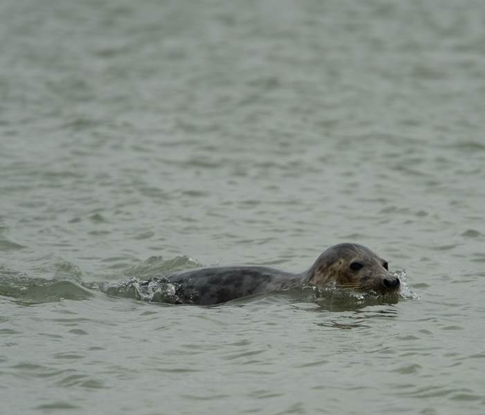 Les phoques en Baie de Somme
