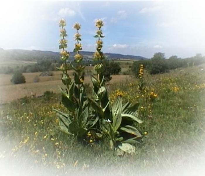 Les Chalets de la Margeride: Une belle gentiane