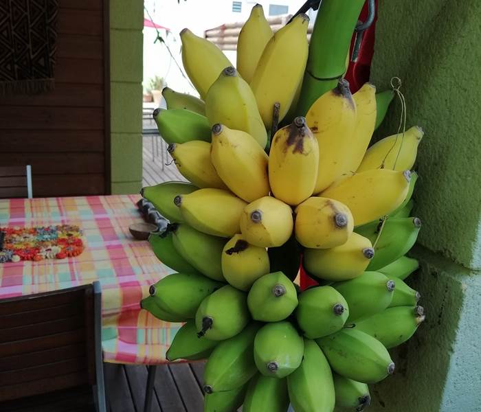 Les bananes du jardin