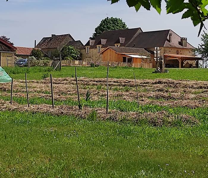 Notre potager et son paillage