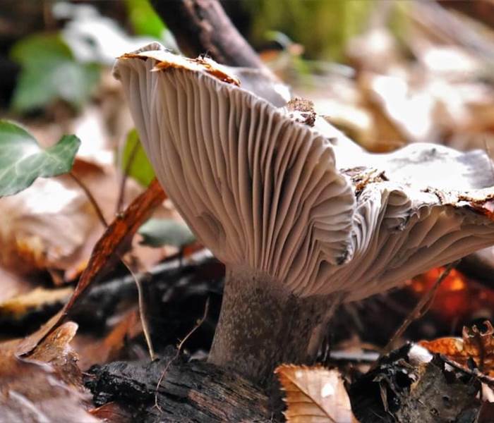 chambresdhote-cueillette-champignons-nature-forets-hautecorreze
