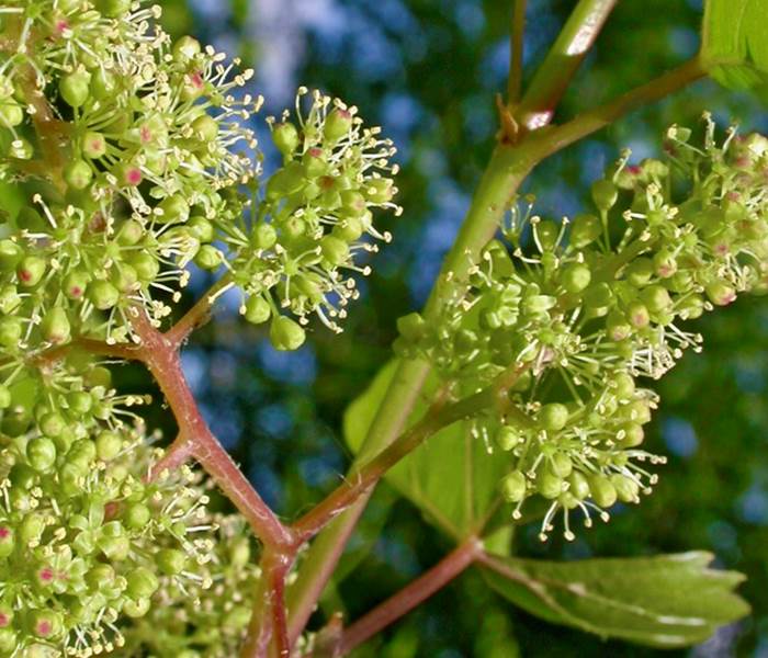 fleur de la vigne