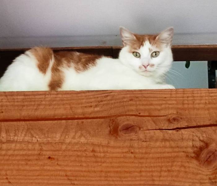 chambresdhotes-chat-cooki-animaldecompagnie-tendresse