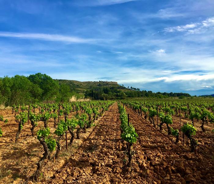 l'un de nos vieux Carignan