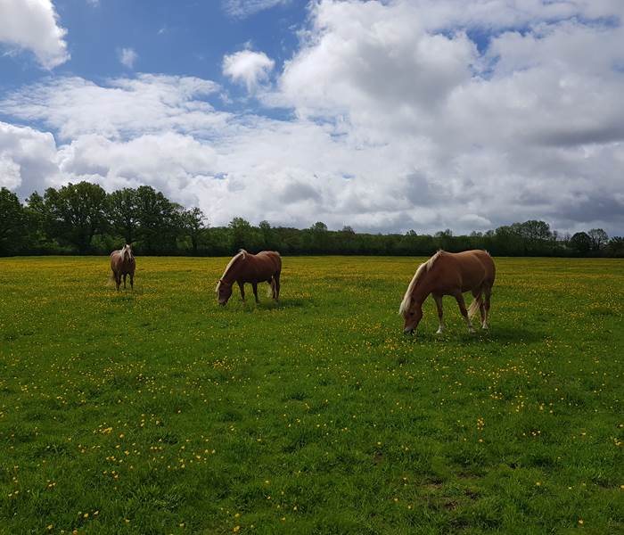 La prairie des Haflinger