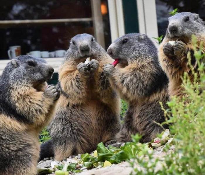 Les Marmottons - Parc animalier de Serre-Ponçon