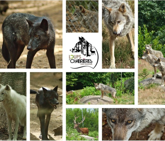 Loups chabriere