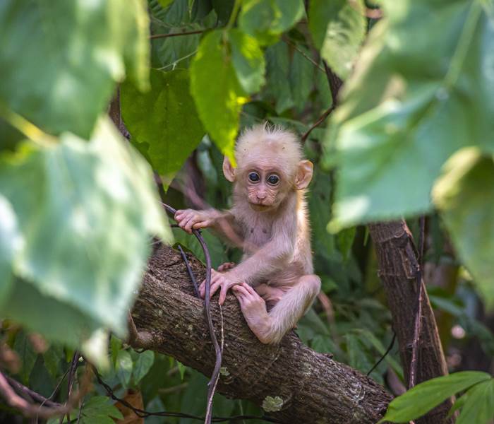 Arbres plantés via Reforestaction