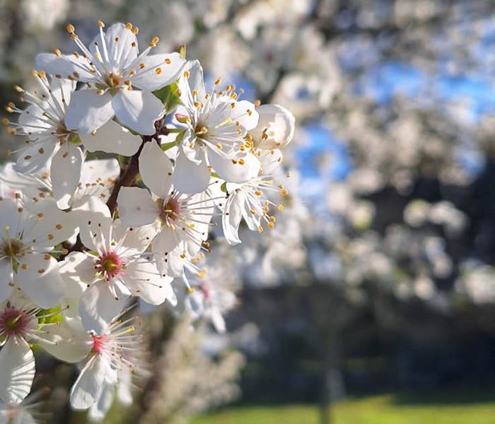 printemps-vacances-sarlat-dordogne-perigord