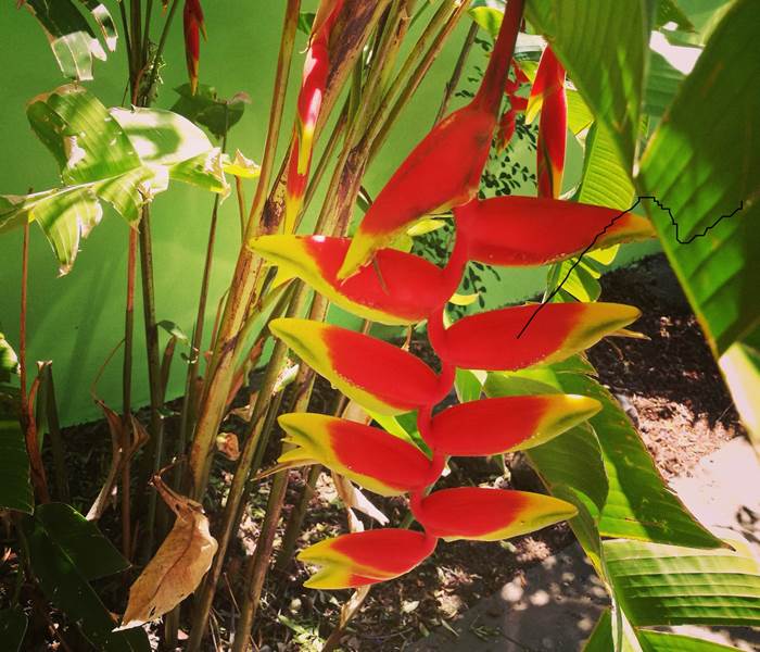Héliconia du jardin