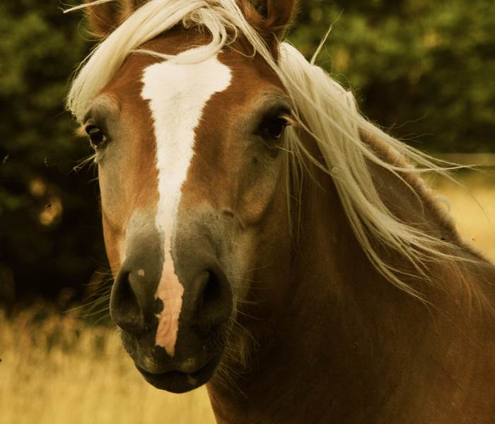 REGLISSE
