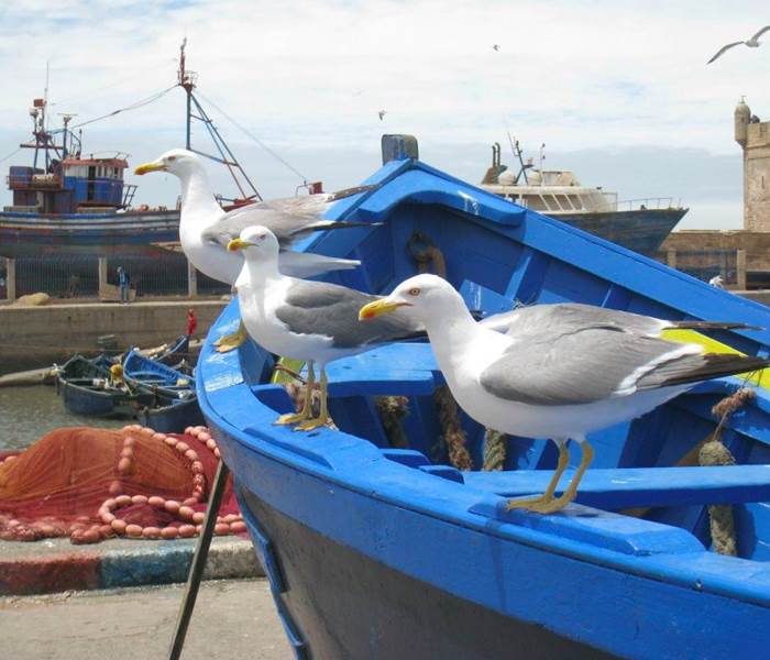 les goélands d'Essaouira