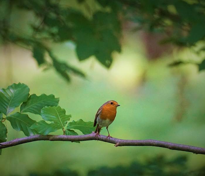 arbre oiseau