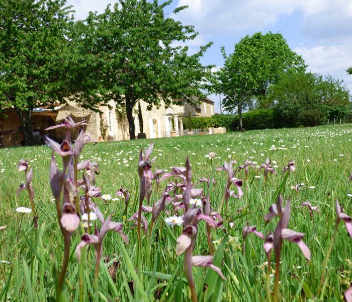 Des orchidées devant la maison