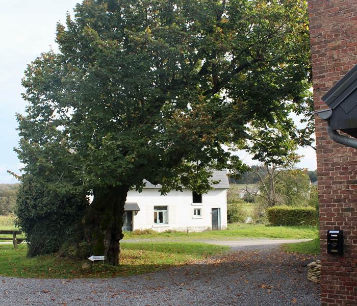 L'arbre aujourd'hui