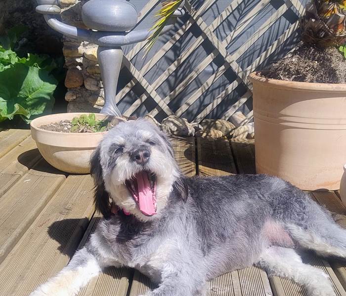 Vacances avec mon chien