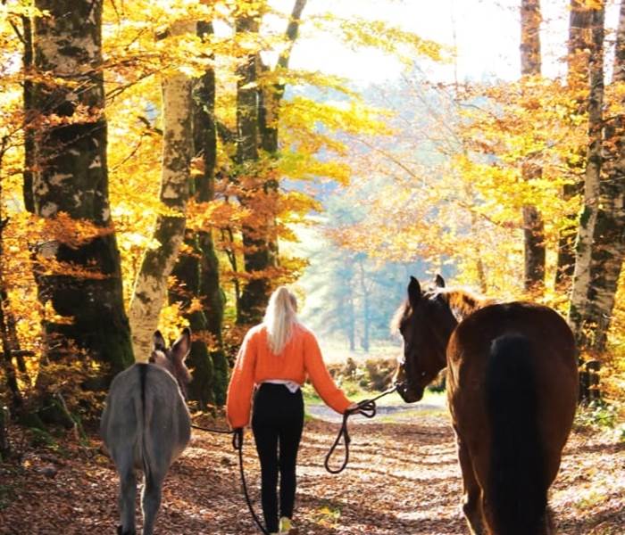 chambresdhotes-forets-couleursoranges-automne-randonnees-hautecorreze